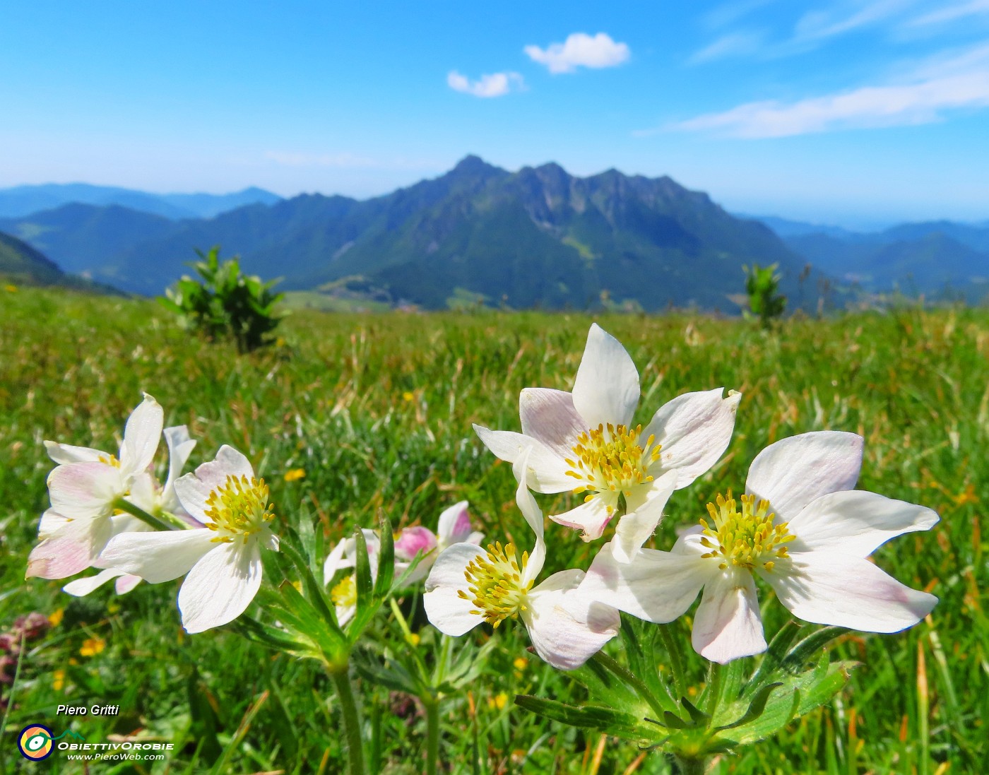 52 Anemonastrum narcissiflorum (Anemone narcissino) con vista in Alben.JPG